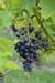 Vendanges grapes 492439 640